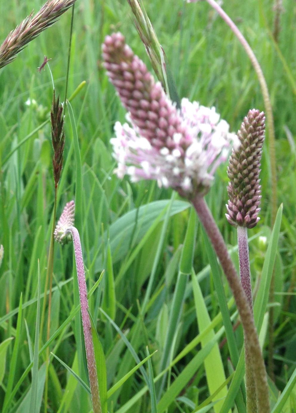 campo de plantago con flores de gramíneas foto de campo de plantago con flores de gramíneas