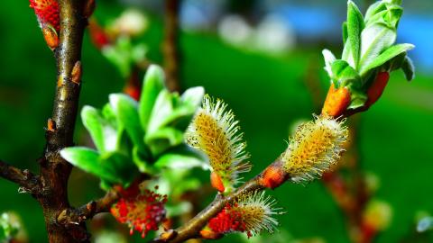 Sauce (Salix) Imagen Sauce (Salix)