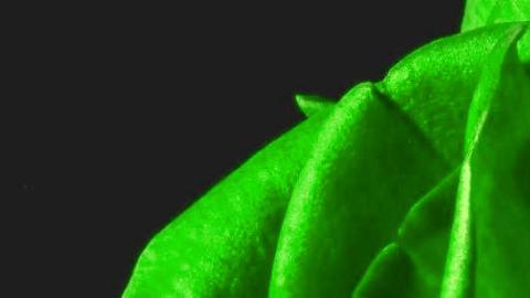 Manual de Permisos y Licencias de PAS Parte de una rosa de color verde