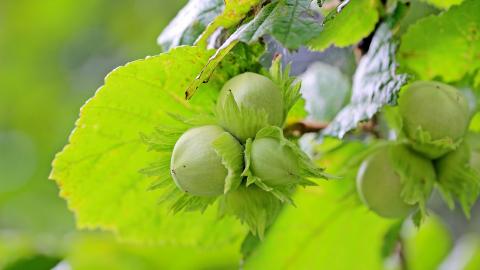 Corylus (Avellano) Detalle Corylus (Avellano)