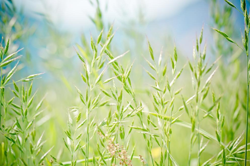Pradera con Gramíneas Gramíneas (Poaceae)