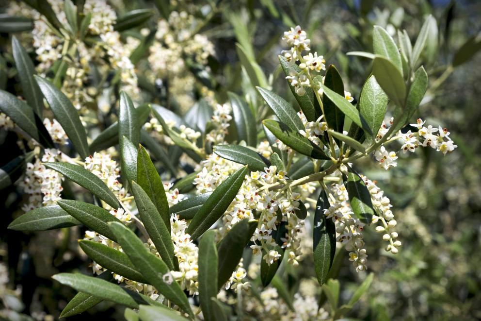 Olivo en flor Olivo con flores