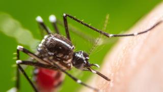 imagen de mosquito con virus alrededor