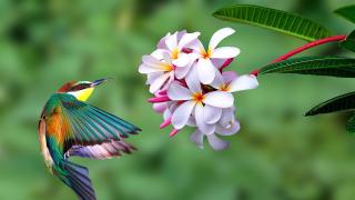 Flores y colibri