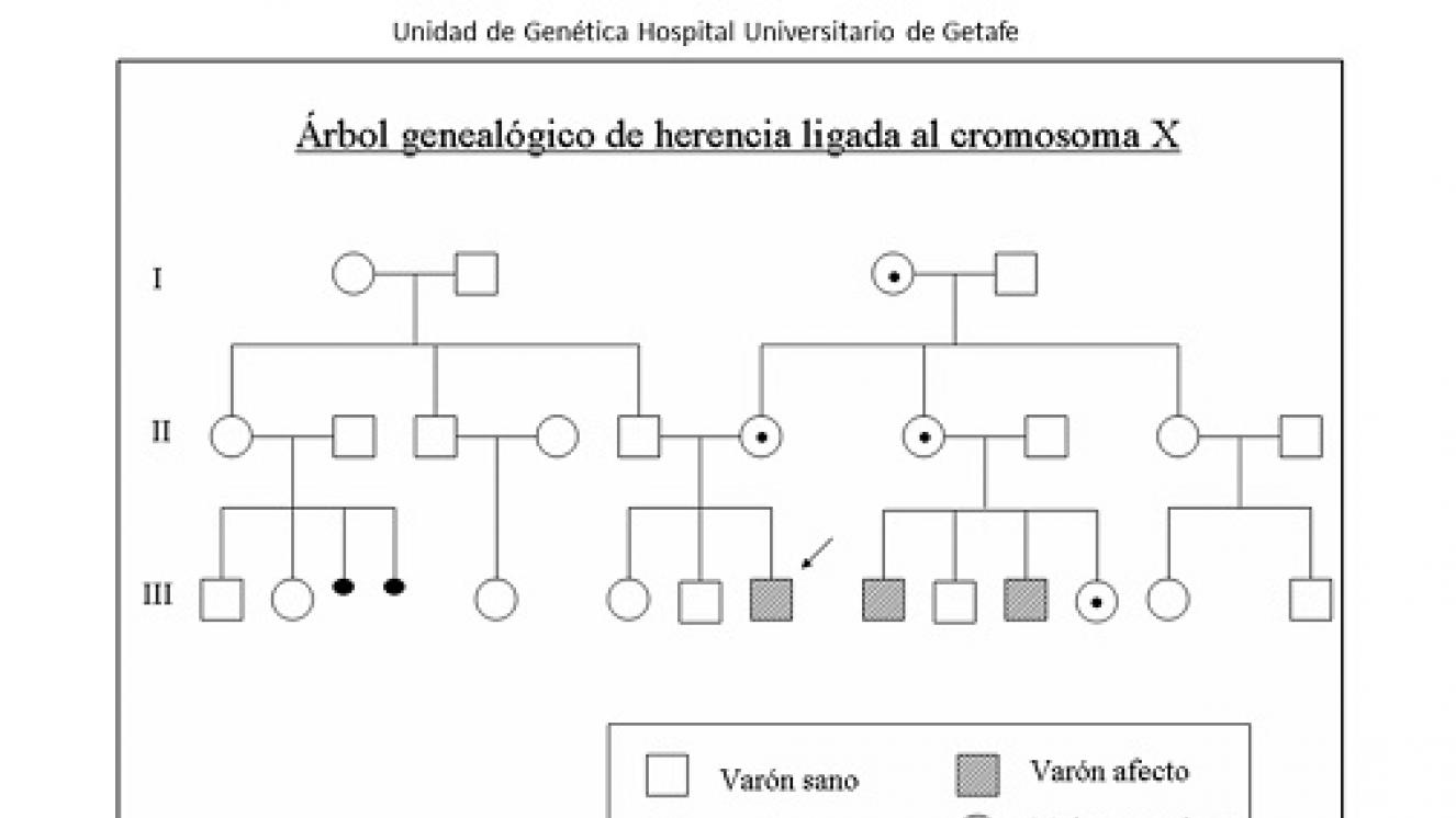 árbol genealógico de herencia ligada al cromosoma X 