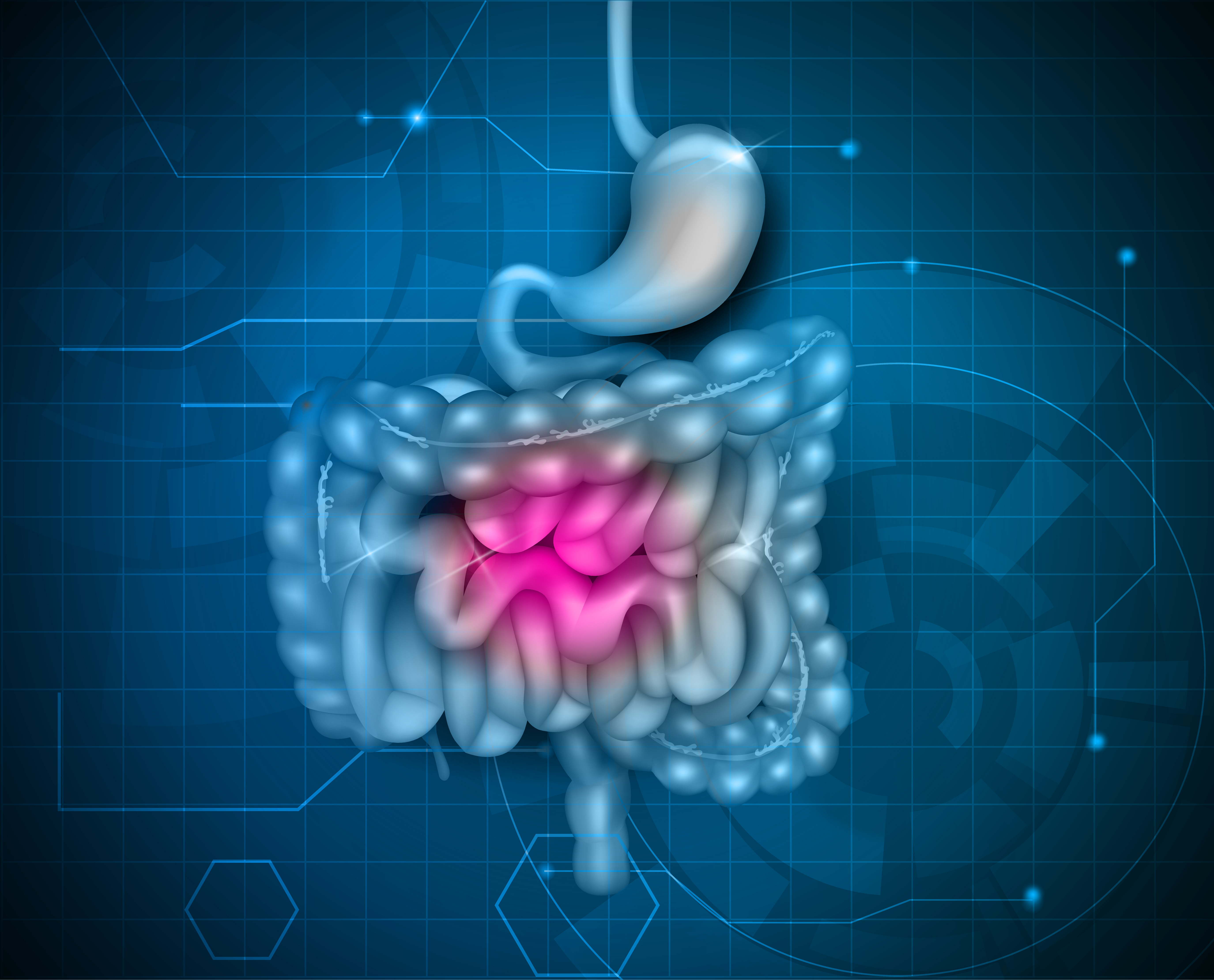 aparato digestivo virtual con zona del intestino en otro color 