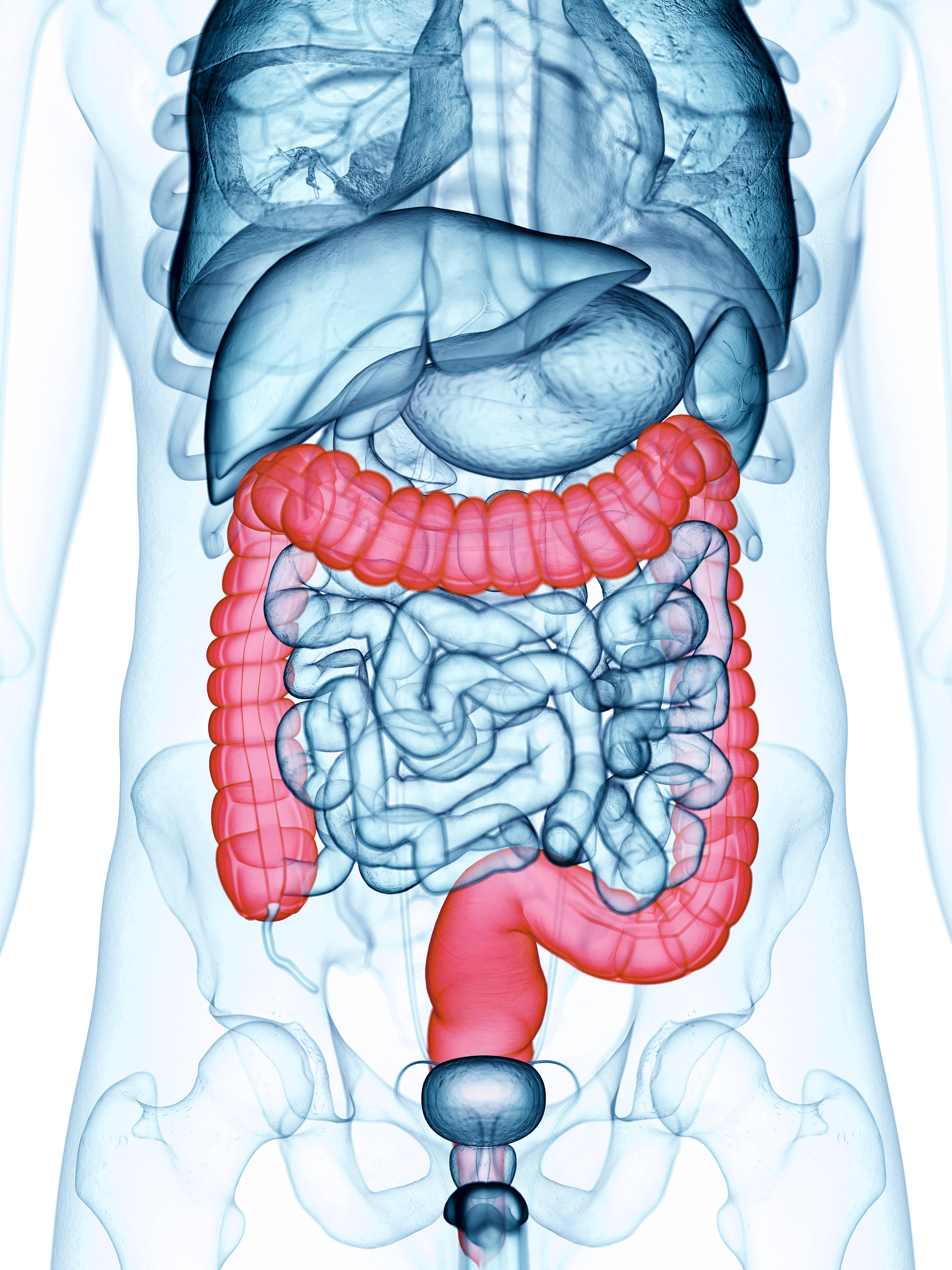 imagen del sistema digestivo de una persona