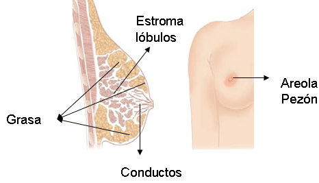 anatomía de la mama