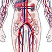 Silueta humana con representación del aparato circulatorio