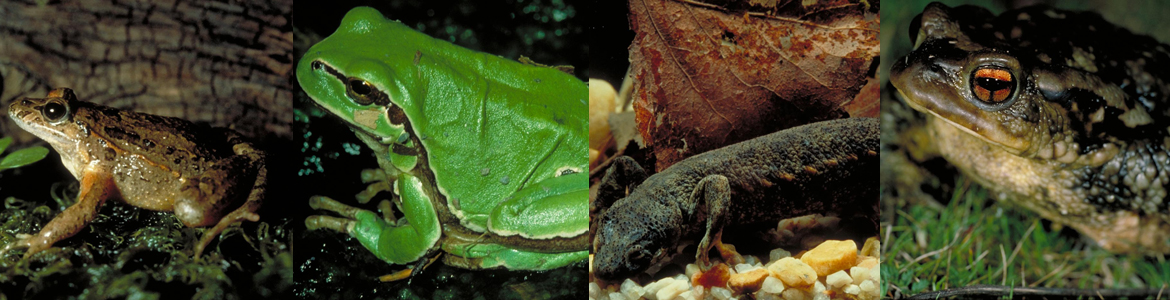 Composición de imágenes de anfibios del Parque Regional del Curso Medio del río Guadarrama y su entorno