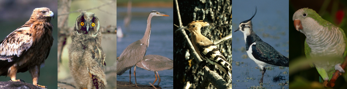 Composición de imágenes de distintas aves del Parque Regional del Curso Medio del río Guadarrama y su entorno
