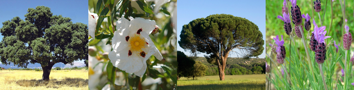 Composición de imágenes de flora del bosque mediterráneo del Parque Regional del Curso Medio del río Guadarrama y su entorno