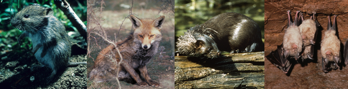 Composición de imágenes de distintos mamíferos del Parque Regional del Curso Medio del río Guadarrama y su entorno