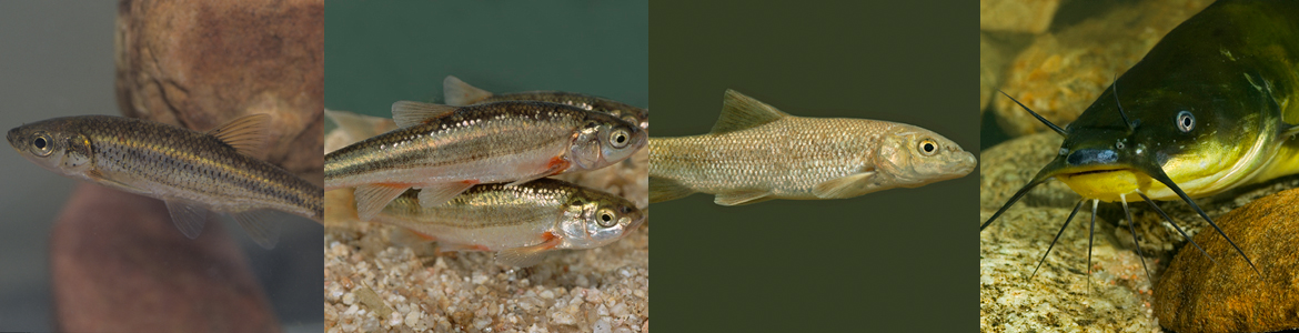 Composición de imágenes de peces del Parque Regional del Curso Medio del río Guadarrama y su entorno