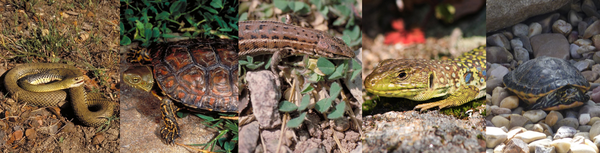 Composición de distintas imágenes de reptiles del Parque Regional del Curso Medio del río Guadarrama y su entorno