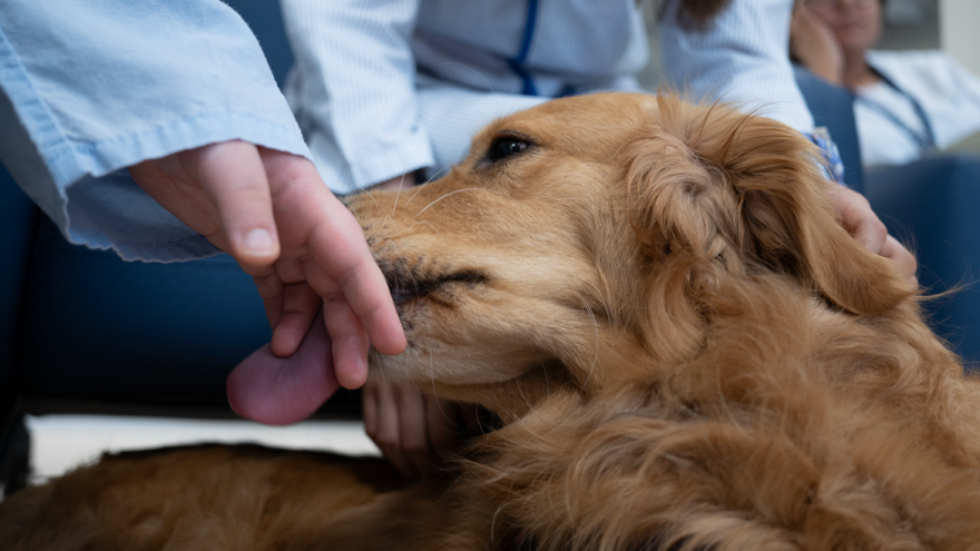 Terapia con perro en Psiquiatría adolescente Hospital 12 de Octubre