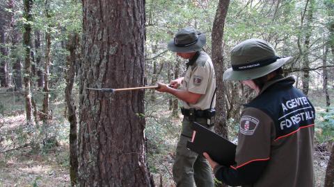 Aprovechamientos maderables Agentes forestales realizando un inventario para un aprovechamiento de madera
