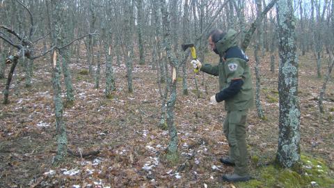 Marcaje con chaspe en un robledal Agente Forestal marcando pies de roble para su aprovechamiento