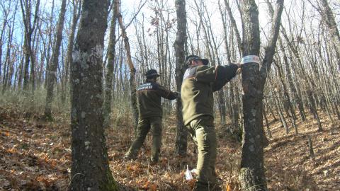 Balizando una zona de corta. Agentes Forestales delimitando con balizamiento una parcela de corta.