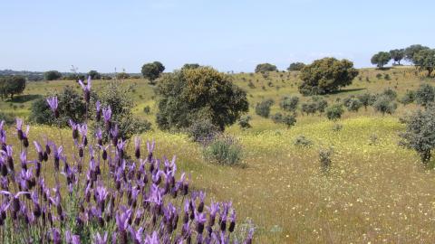 Parque Regional del curso medio del río Guadarrama y su entorno