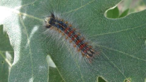 Lagarta peluda Lagarta peluda