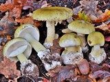 Amanita phalloides