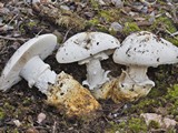 Amanita proxima