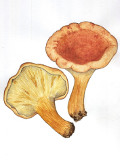 Clitocybe acromelalga