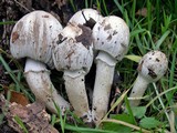 Coprinus atramentarius