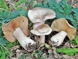 Entoloma lividum