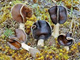 Helvella monachella