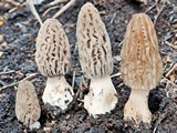 Morchella eximia