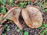 Paxillus involutus