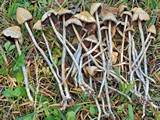 Psilocybe semilanceata