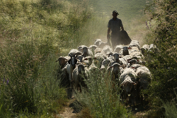 Pastor con sus ovejas en un camino polvoriento