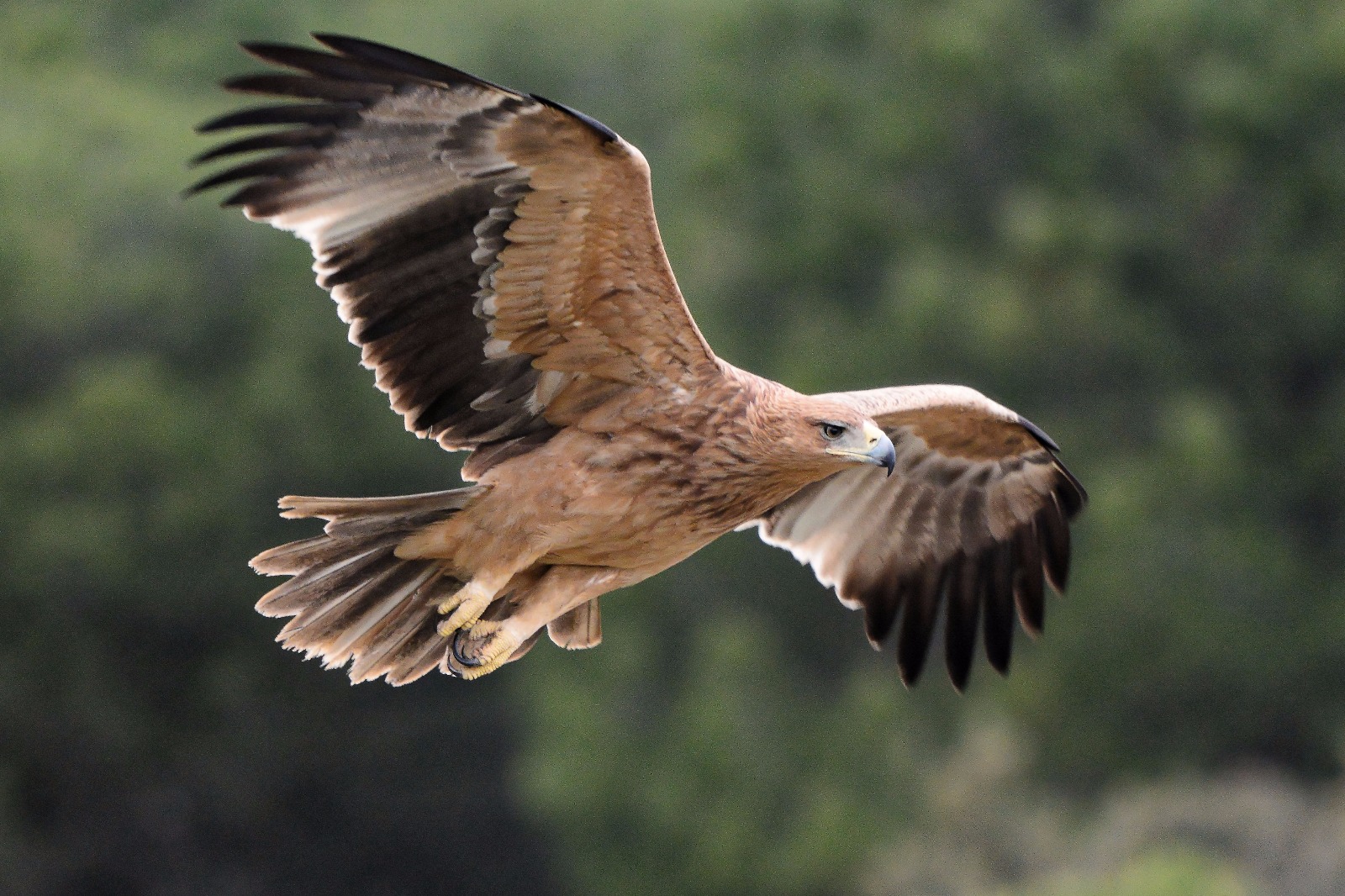 Diseñamos un Plan para la recuperación y protección del Águila Imperial |  Comunidad de Madrid