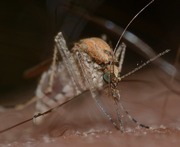 Imagen macro del mosquito Culex en tamaño pequeño