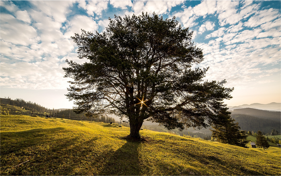 fotografía de un gran árbol en el campo