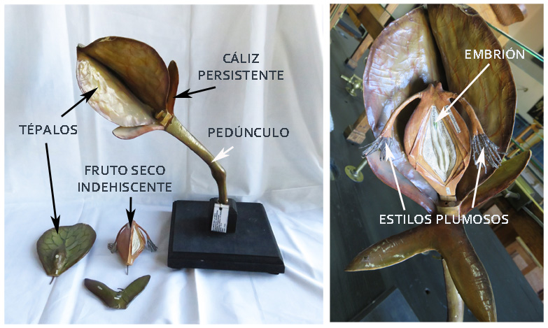 Restoration of didactic botanical models from the collection of the IES ...