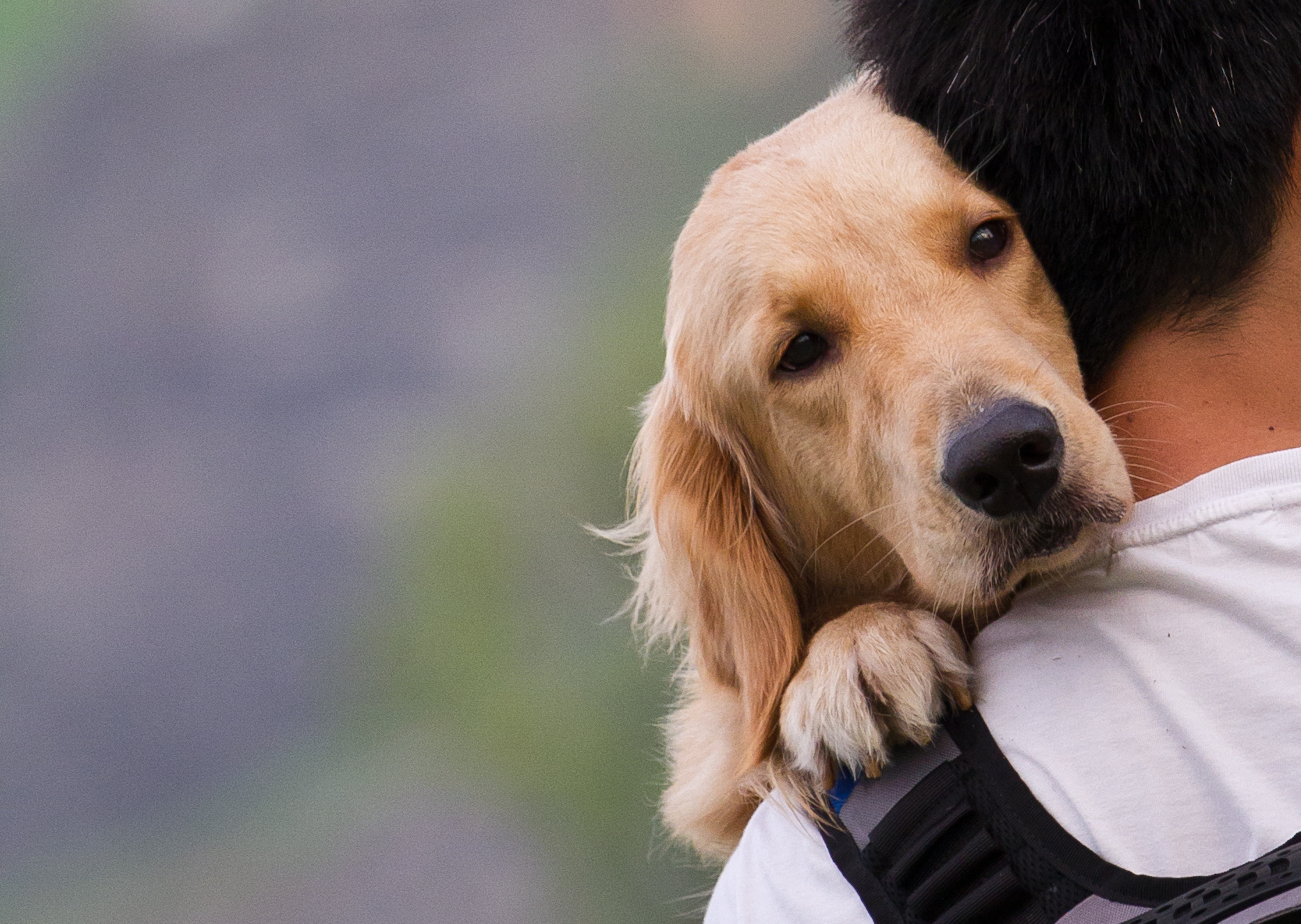 Centro Integral de Acogida de Animales de la Comunidad de Madrid (CIAAM)