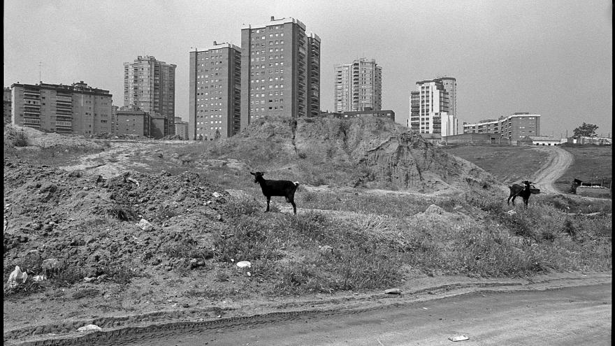 solar donde se ven cabras y edificios al fondo