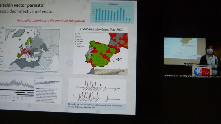 Capacidad infectiva del vector anopheles plumbeus