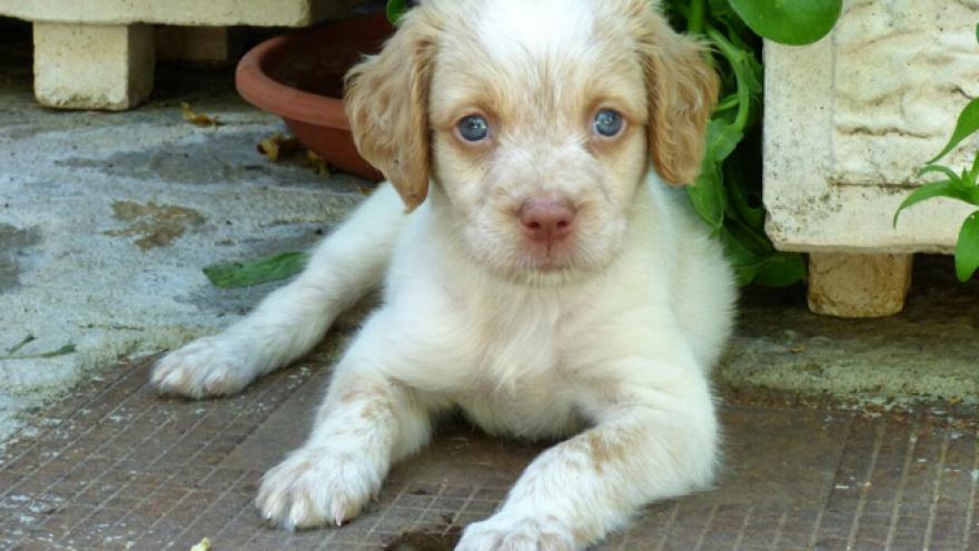 Imagen de un cachorro de perro spaniel bretón