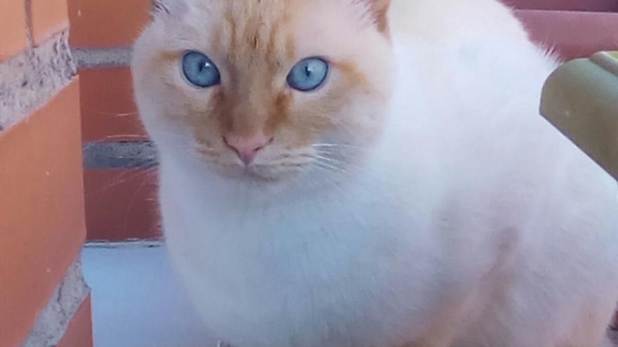 Imagen de un gato con ojos azules