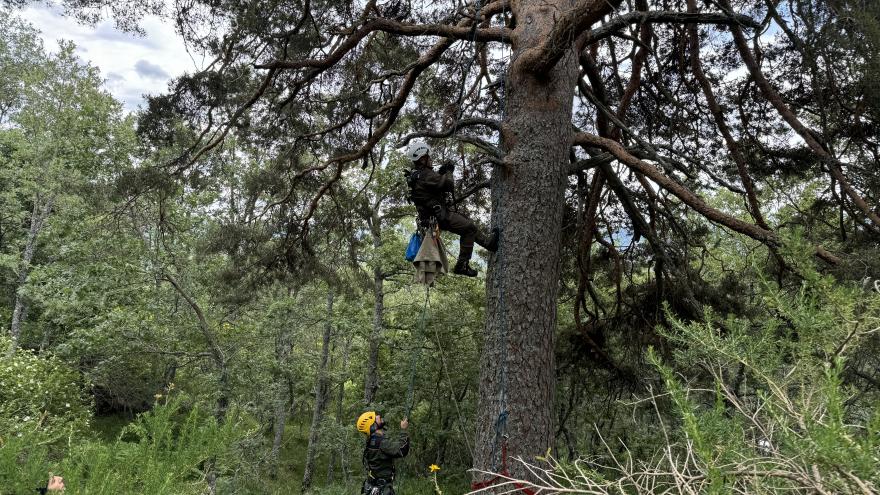 El Grupo de Intervenciones en Altura de los Agentes Forestales anillan crías de buitre negro