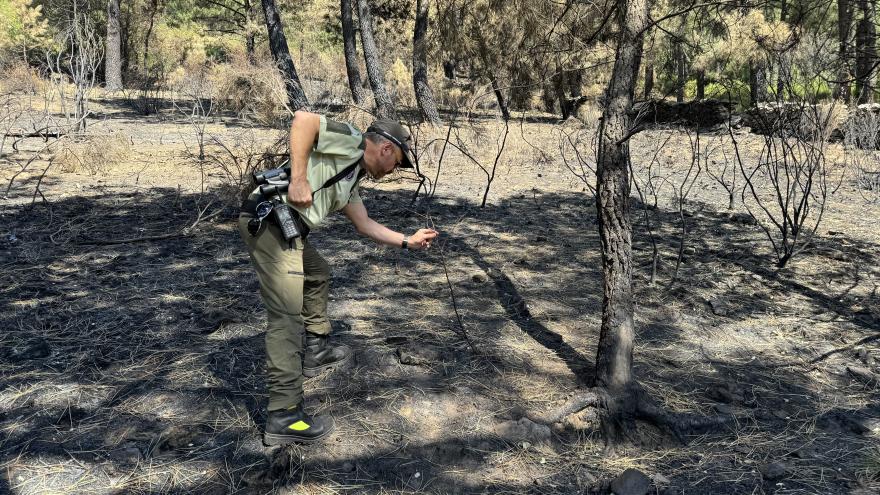 Agentes forestales investigando en un incendio