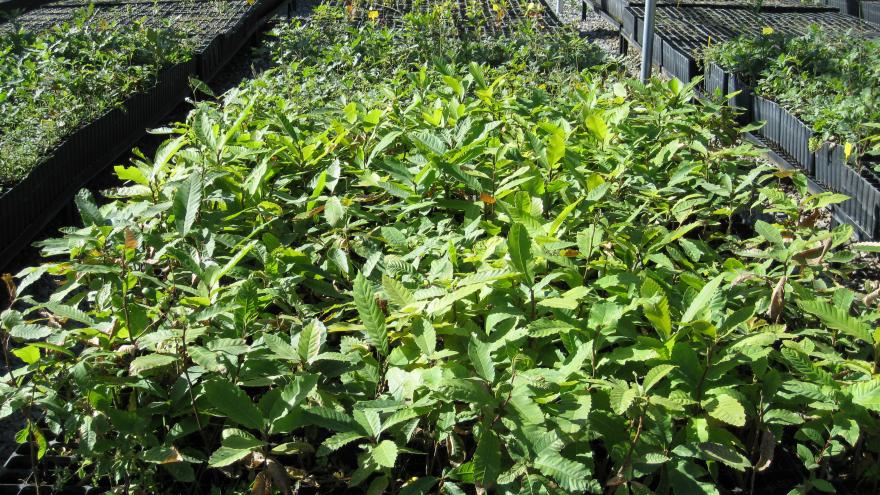 Primer plano de planta El Escorial