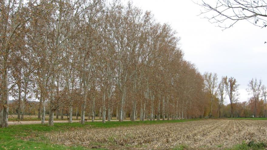 Sotos praderas en la finca Sotopavera