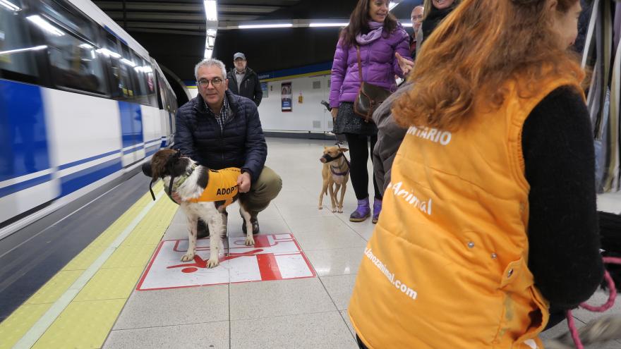 La adopción de animales en la Comunidad de Madrid ha aumentado un 30 % este año 