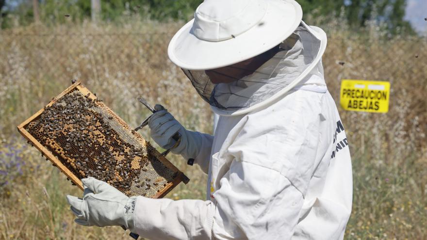 Apicultores abejas